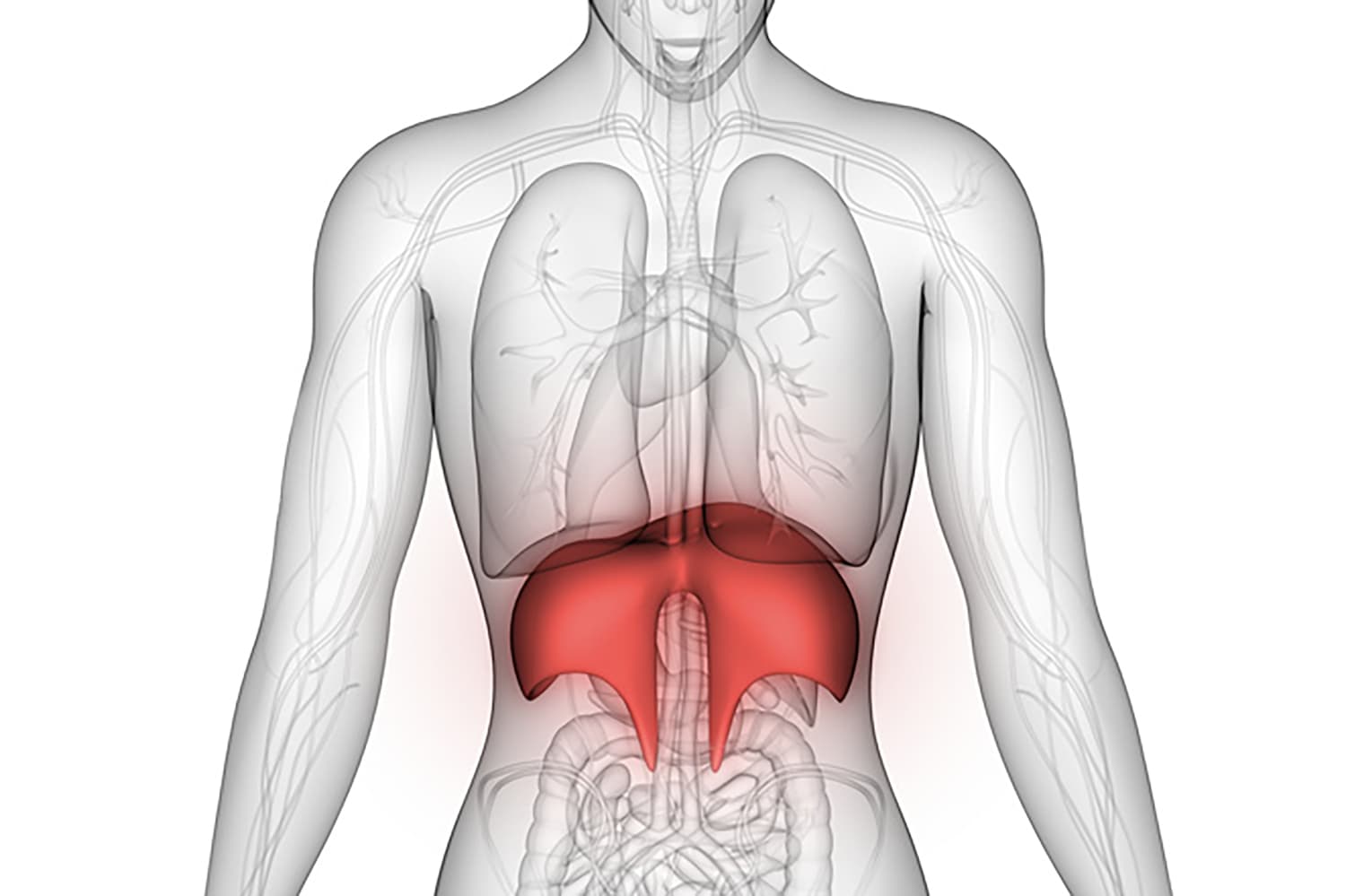 Diaphragm