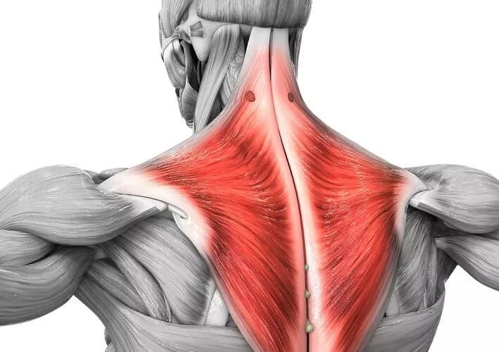 Back extensors