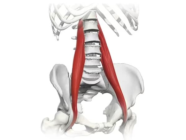 Iliopsoas