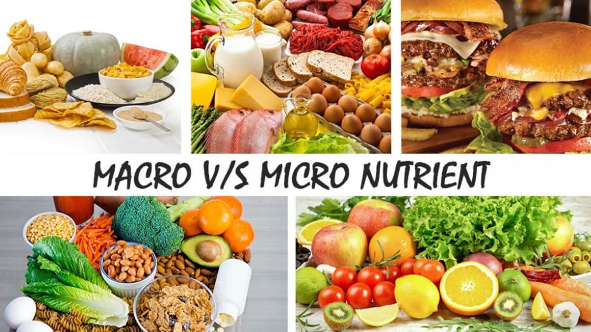 Understanding the Building Blocks of Nutrition